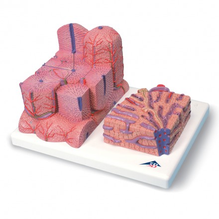 Liver Microanatomy