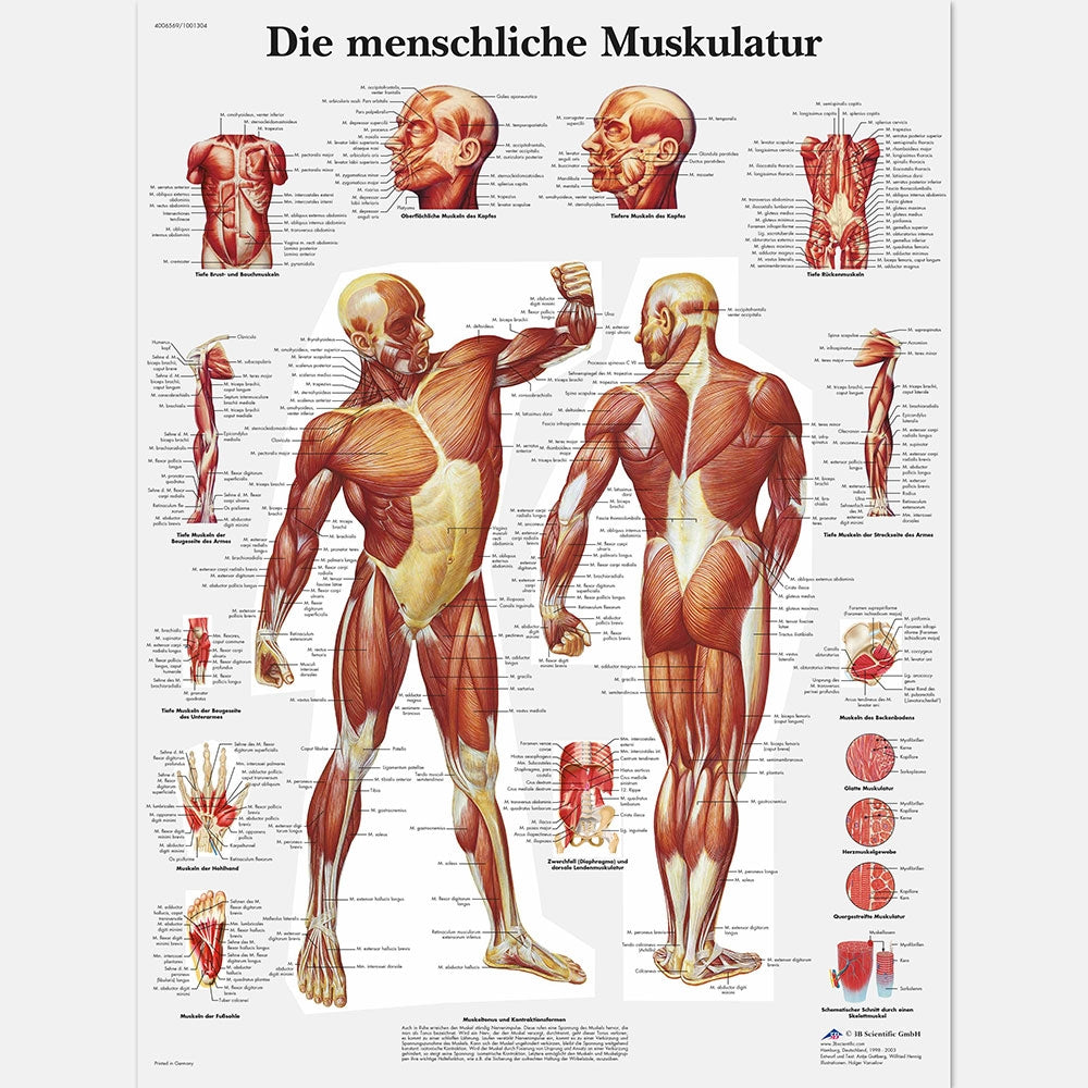 The human musculature