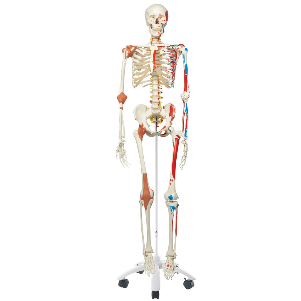 Sam Super Skeleton