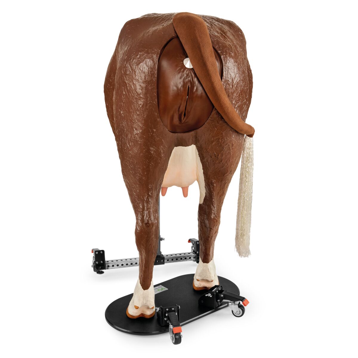Hereford Avanceret Bovine Theriogenology Model, Sort