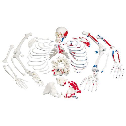 Skelet, adskilt, med malede muskler, komplet med kranie i 3 dele