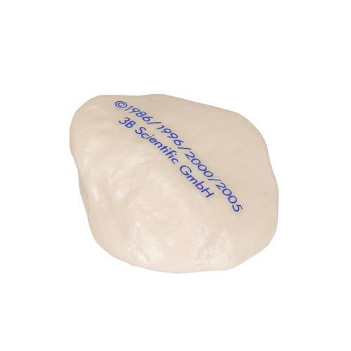 Knæskal (patella) – billede 2