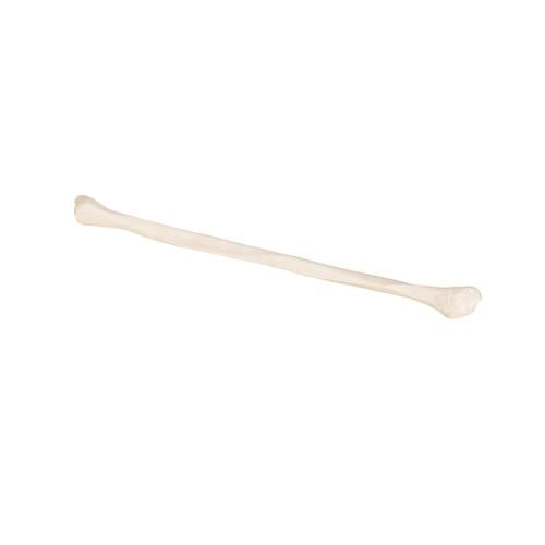 Model af lægben (fibula) – billede 8