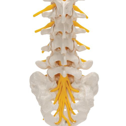 Lumbar Rygsøjle