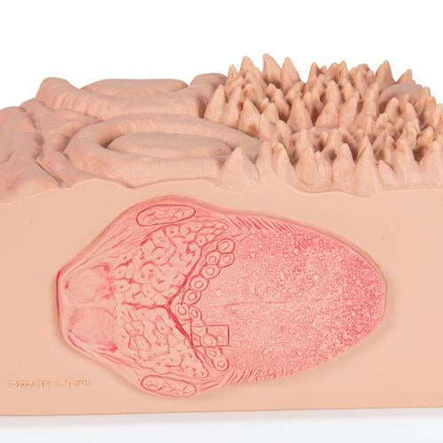 Tungemodel 3B MICROanatomy – billede 8