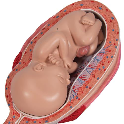 Graviditetsserie, 5 embryo- og fostermodeller på fod – billede 8