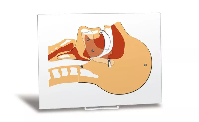 Airway Simulation Board
