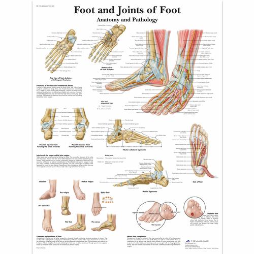 Anatomisk planche: Foden og fodens led – anatomi og patologi, papir