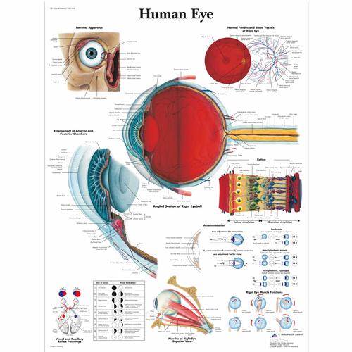 The Human Eye Poster - UK