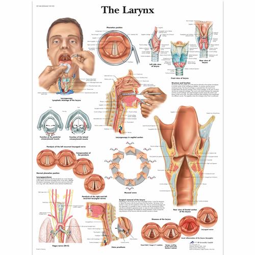 Anatomisk planche: Strubehovedet, lamineret