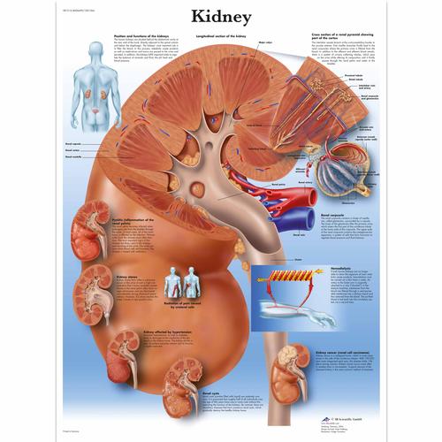 Anatomisk planche: Nyren, lamineret