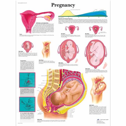 Anatomisk planche: Graviditet, lamineret