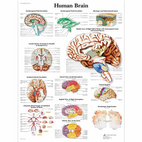 Hjernen – anatomisk plakat – billede 2