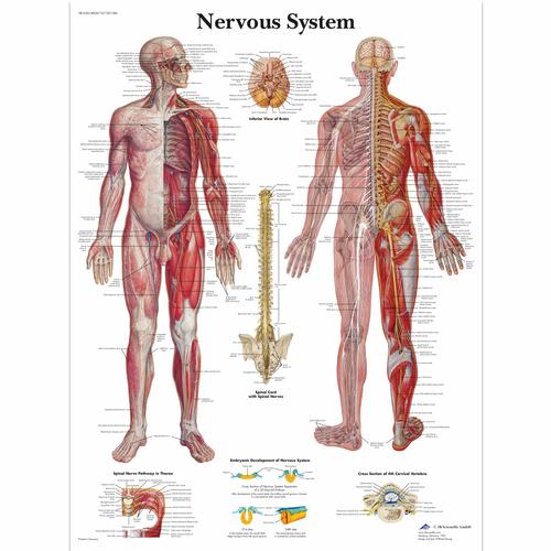 Nervous System - Poster UK