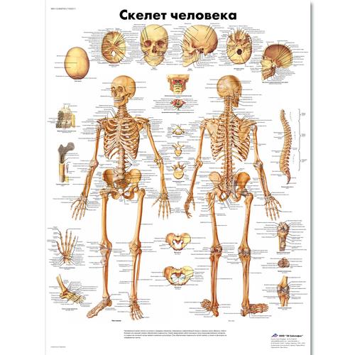 Anatomisk planche: Det menneskelige skelet, lamineret med metaløjer
