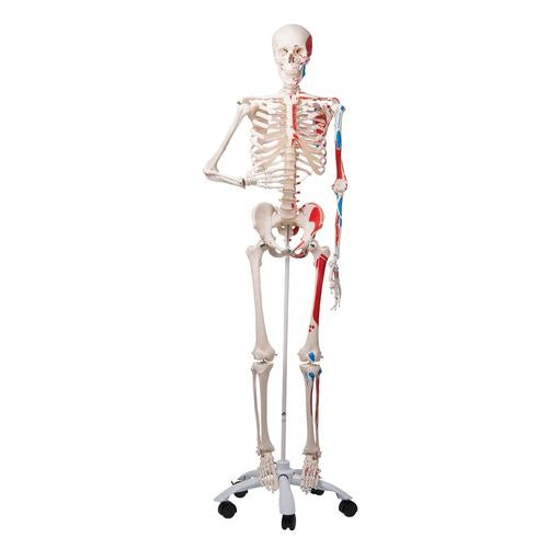 Max Skeleton