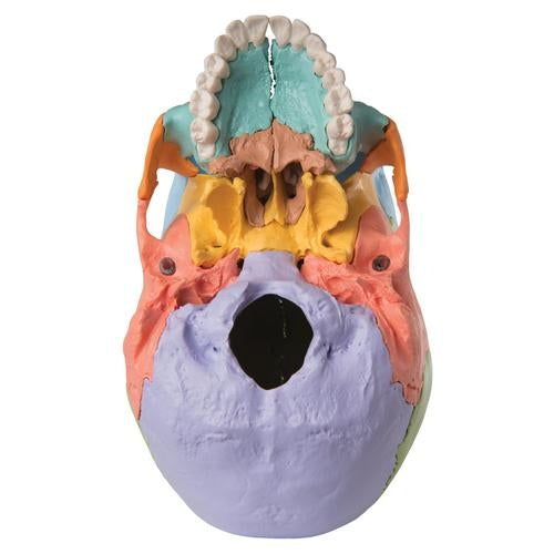 Colored Skull