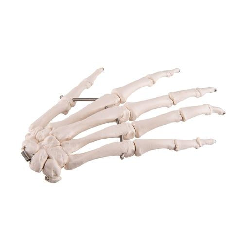 Hand skeleton with wire