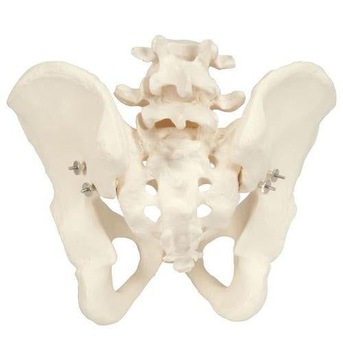 Male Pelvis Skeleton Pelvic