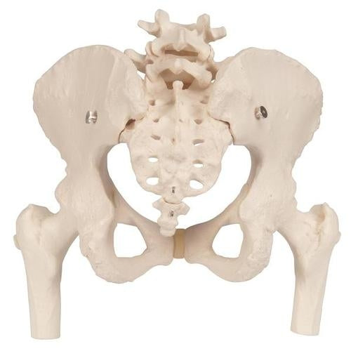 Female Pelvic Skeleton Pelvic with Femur Heads