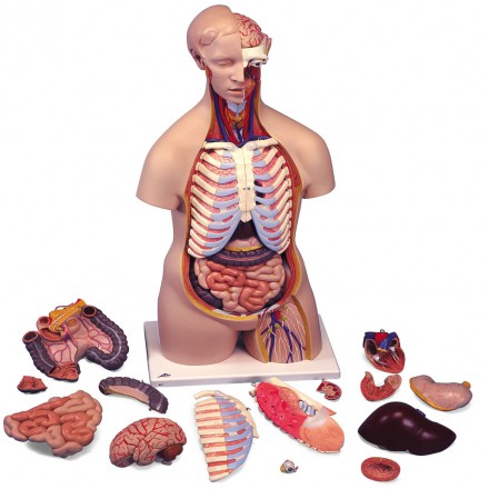 Classic Unisex Torso 16 parts