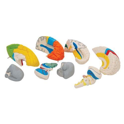 Neuroanatomical Brain 8 parts