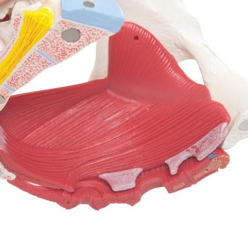 Female Pelvis 6 parts