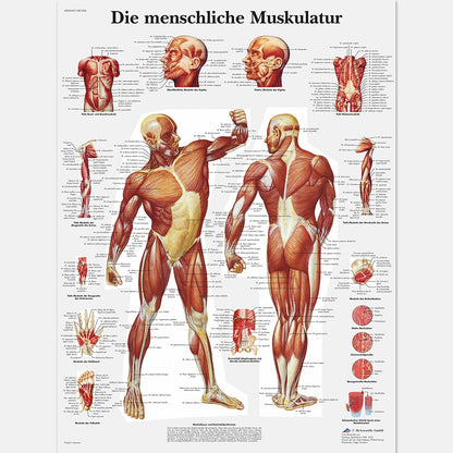 Human Musculature Poster - DE