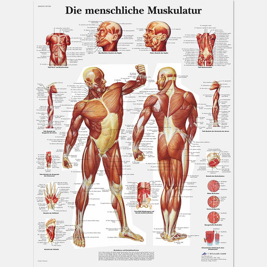 The human musculature