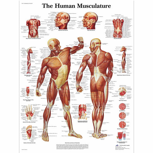 Skeletal muscle poster