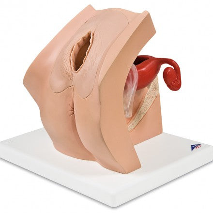 Gynecological Patient