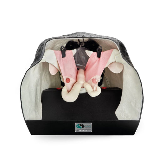 Kvæg Reproduktionsmodel - Theriogenology Træningsmodel