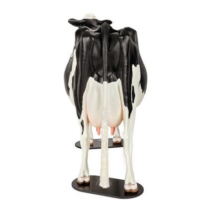 Holstein Dystocia Simulator - Fødselstræningsmodel