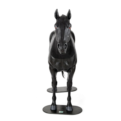 Equine Palpation Colic Simulator with Stand