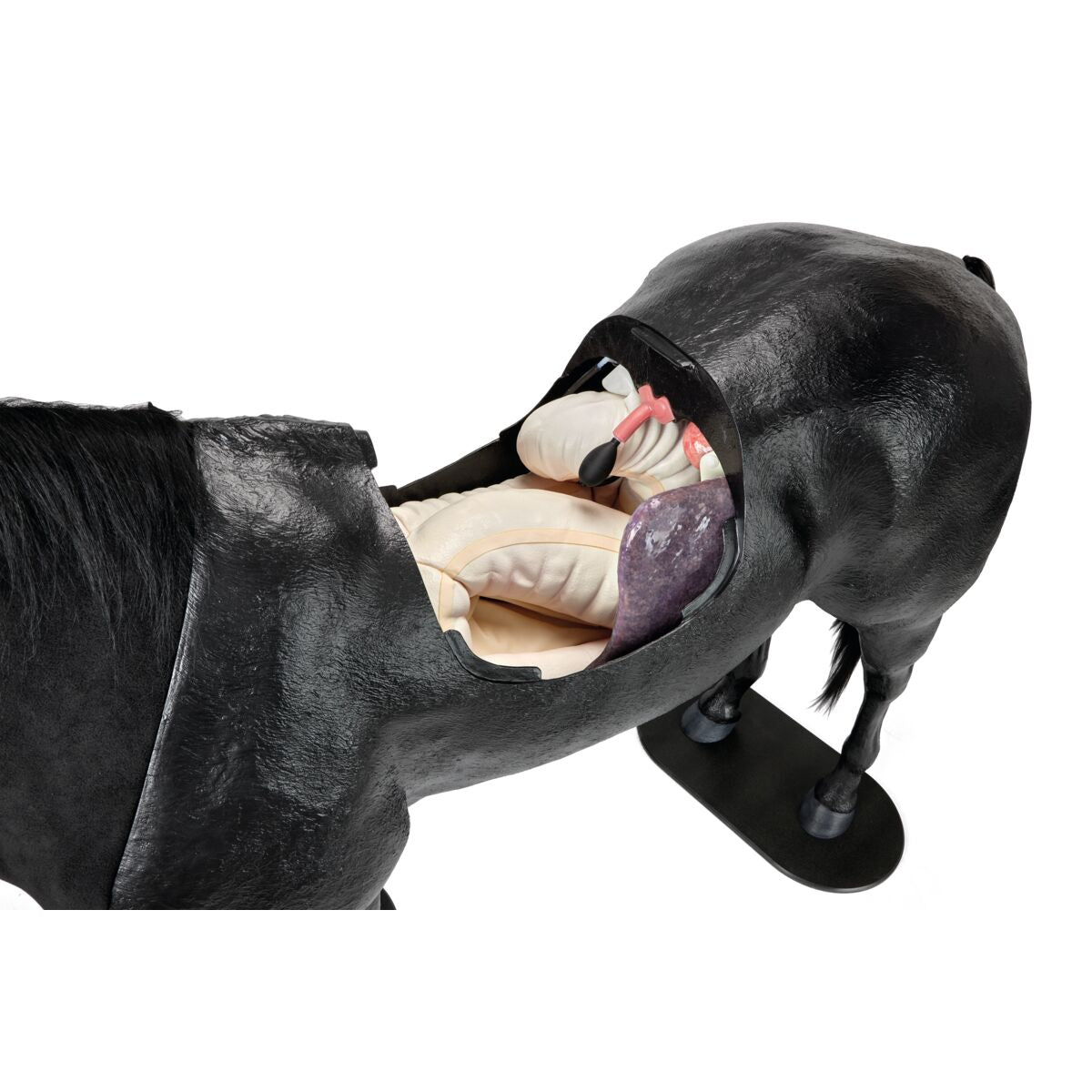 Equine Palpation Colic Simulator with Stand