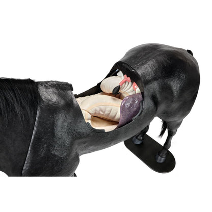 Equine Palpation Colic Simulator with Stand
