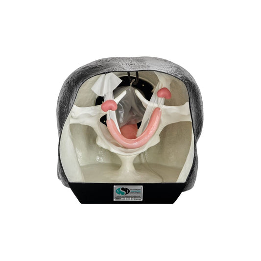 Heste Theriogenology Model