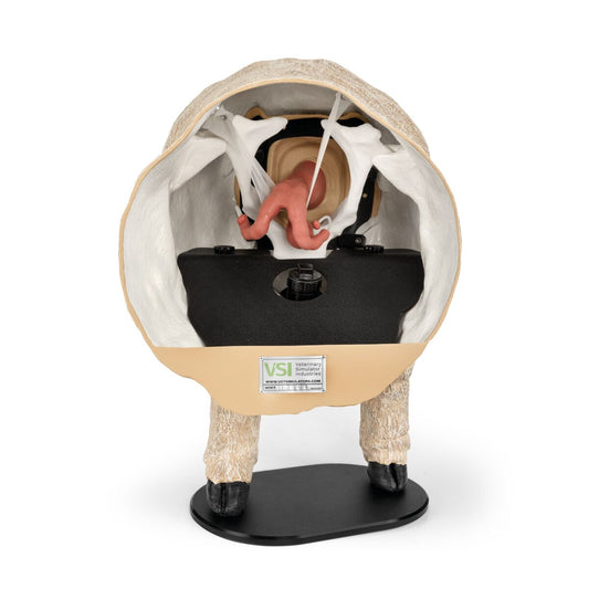 Får Theriogenologi Model - Southdown