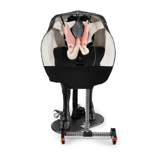 Hereford Avanceret Bovine Theriogenology Model, Sort