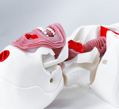 Airway Management Trainer V2 Decent