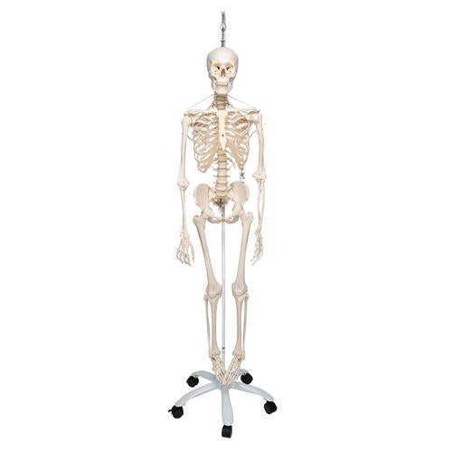 Funktionel og fysiologisk skeletmodel Frank på hængestativ