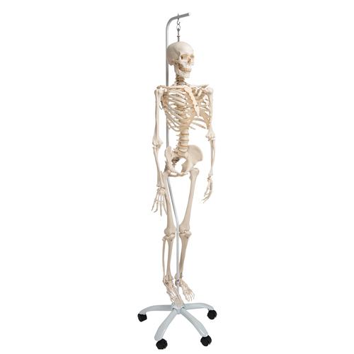 Fysiologisk skeletmodel Phil på hængestativ – billede 2