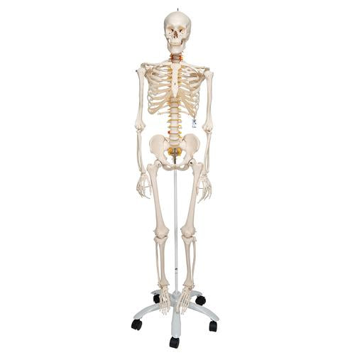 Skelett Flexibel Fred