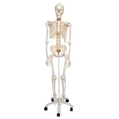 Skelett Flexibel Fred