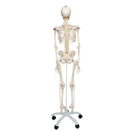 Skelett Flexibel Fred