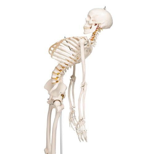 Skelett Flexibel Fred
