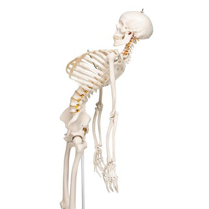 Skelett Flexibel Fred