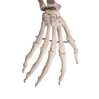 Skelett Flexibel Fred