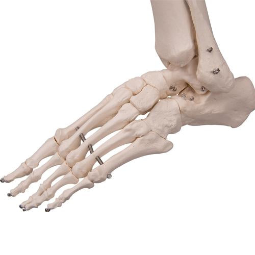 Skelett Flexibel Fred