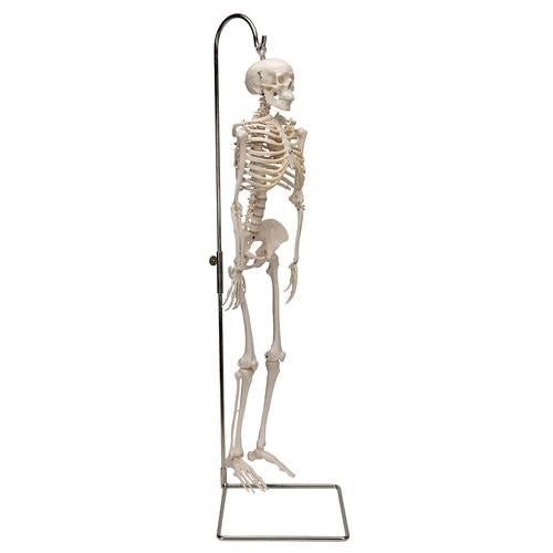 Shorty Mini Skelet 94 cm